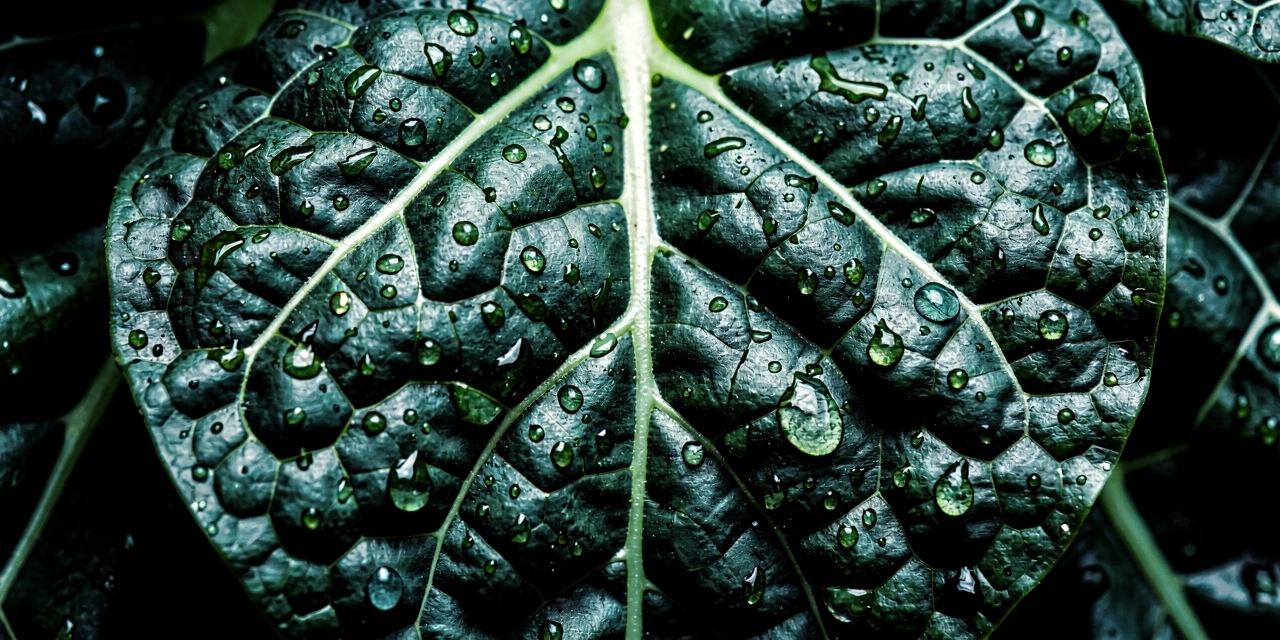 Nutrientes essenciais